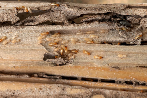 Best Pest Removal Services  in St Cloud, FL